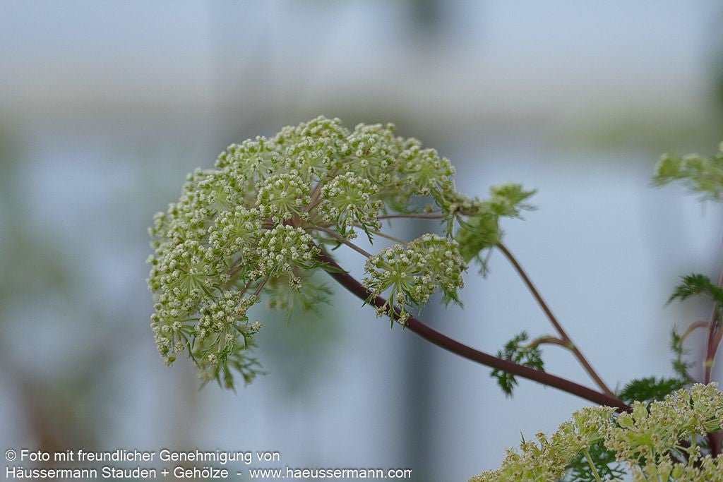 Kaschmir-Dolde (Selinum wallichianum)
