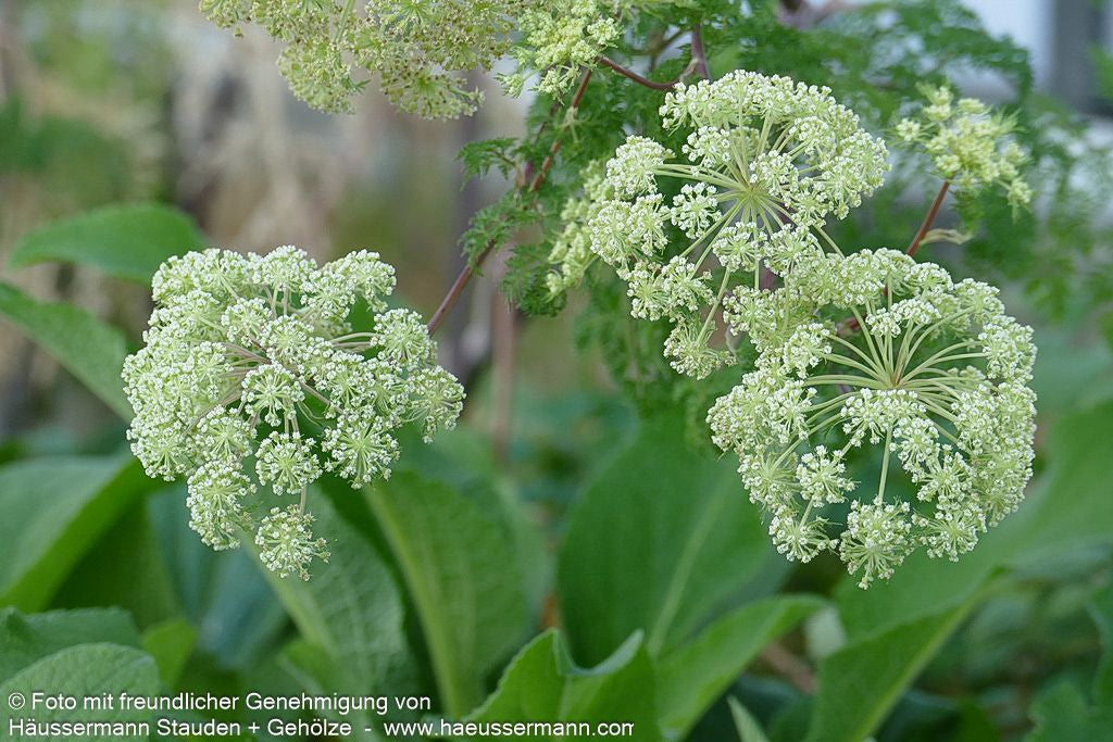 Kaschmir-Dolde (Selinum wallichianum)