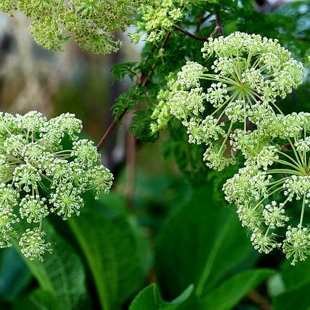 Kaschmir-Dolde (Selinum wallichianum)
