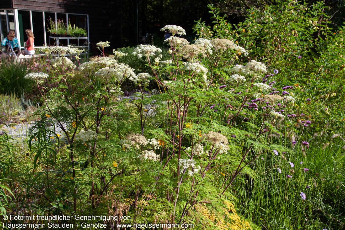 Kaschmir-Dolde (Selinum wallichianum)