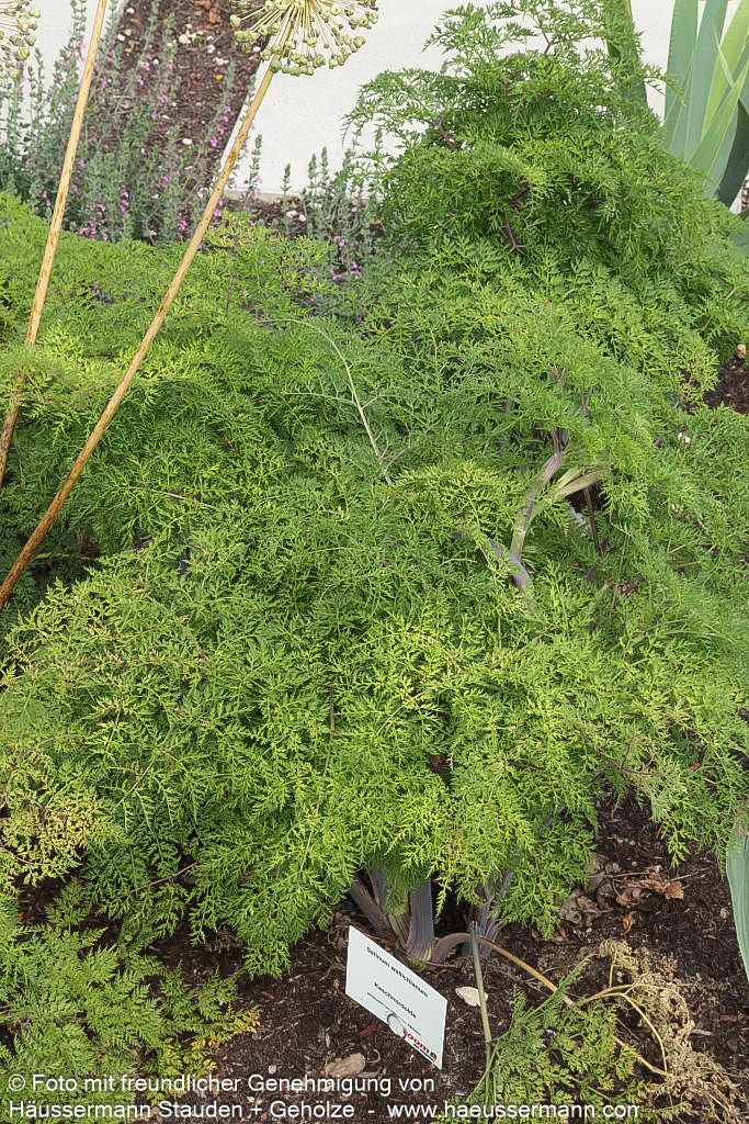 Kaschmir-Dolde (Selinum wallichianum)