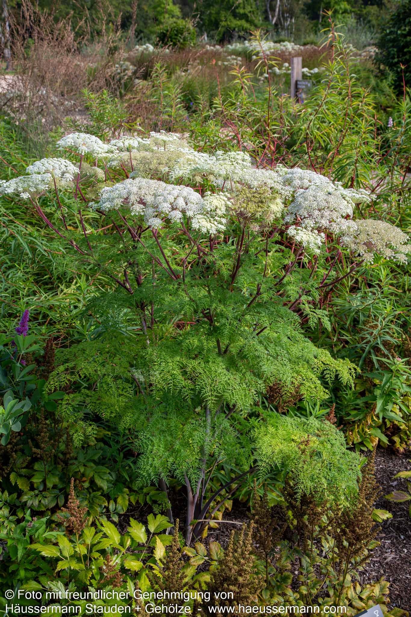 Kaschmir-Dolde (Selinum wallichianum)