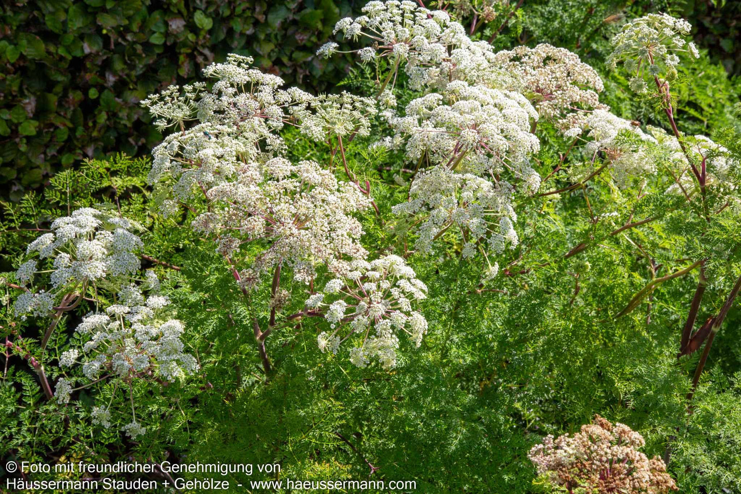 Kaschmir-Dolde (Selinum wallichianum)