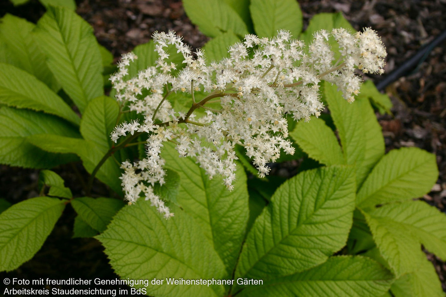 Kastanienblättriges Schaublatt (Rodgersia aesculifolia)