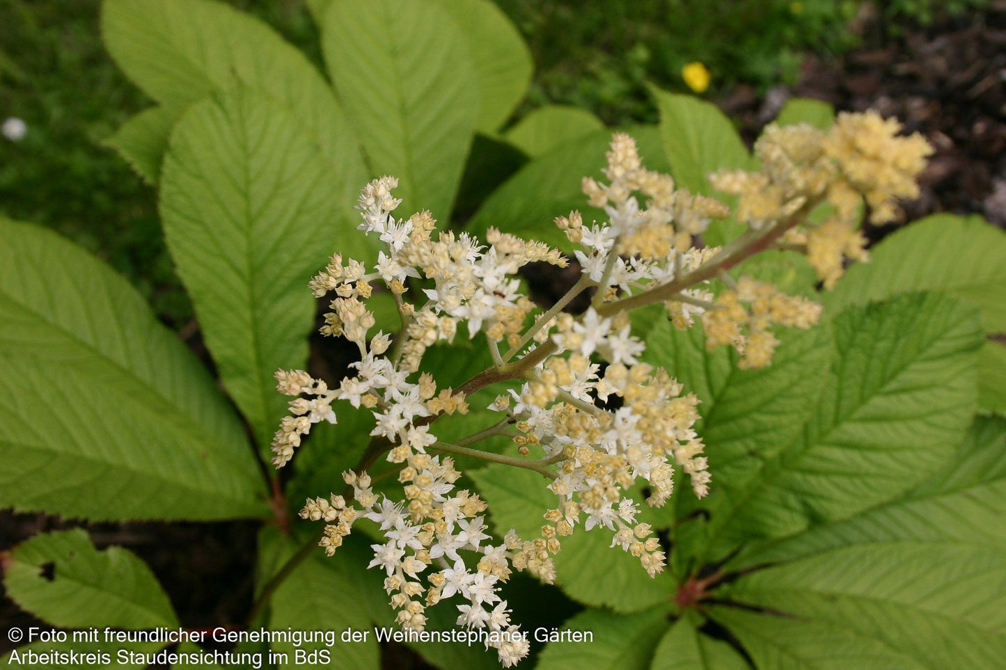 Kastanienblättriges Schaublatt (Rodgersia aesculifolia)