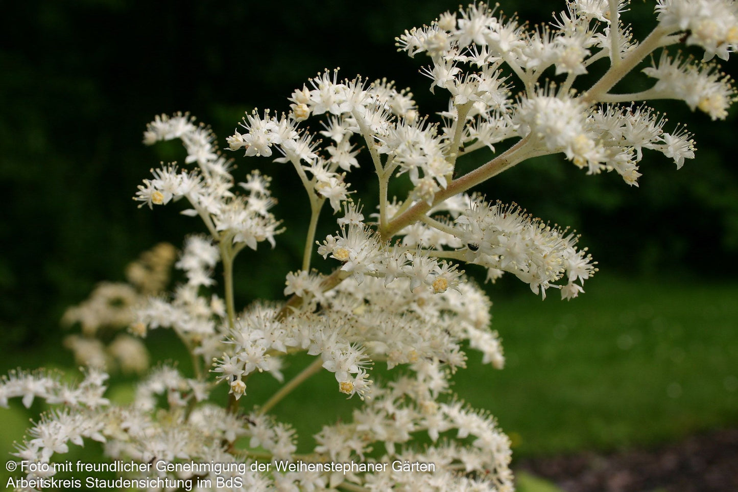 Kastanienblättriges Schaublatt (Rodgersia aesculifolia)