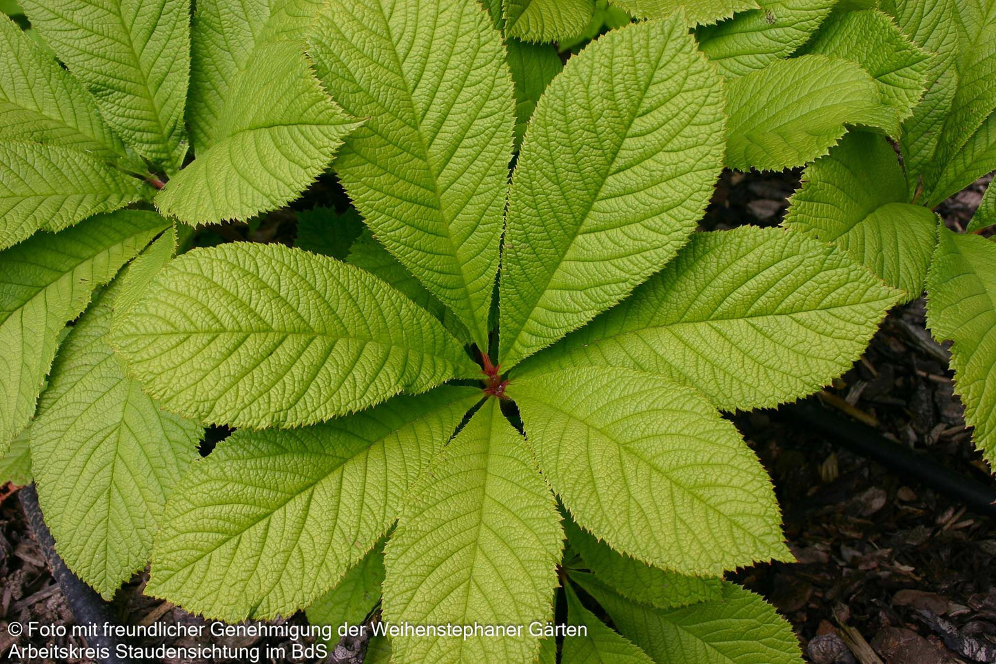 Kastanienblättriges Schaublatt (Rodgersia aesculifolia)