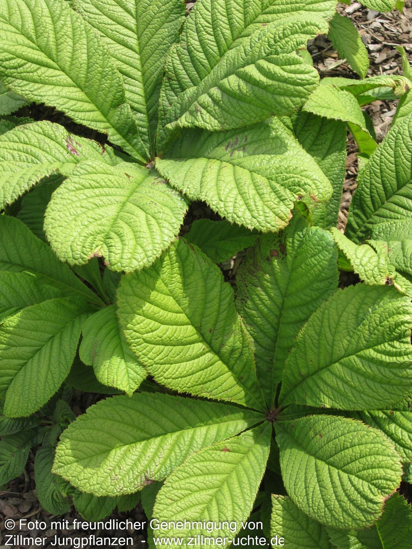 Kastanienblättriges Schaublatt (Rodgersia aesculifolia)