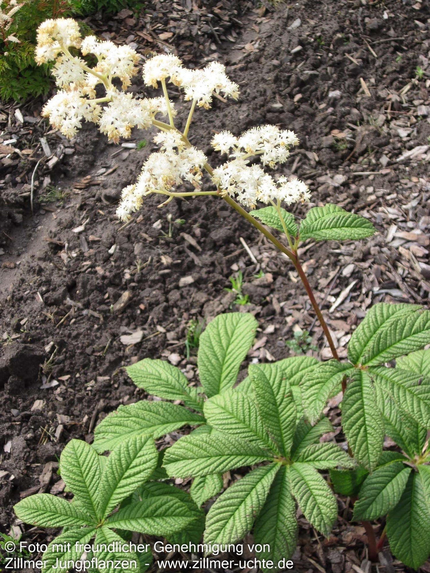Kastanienblättriges Schaublatt (Rodgersia aesculifolia)