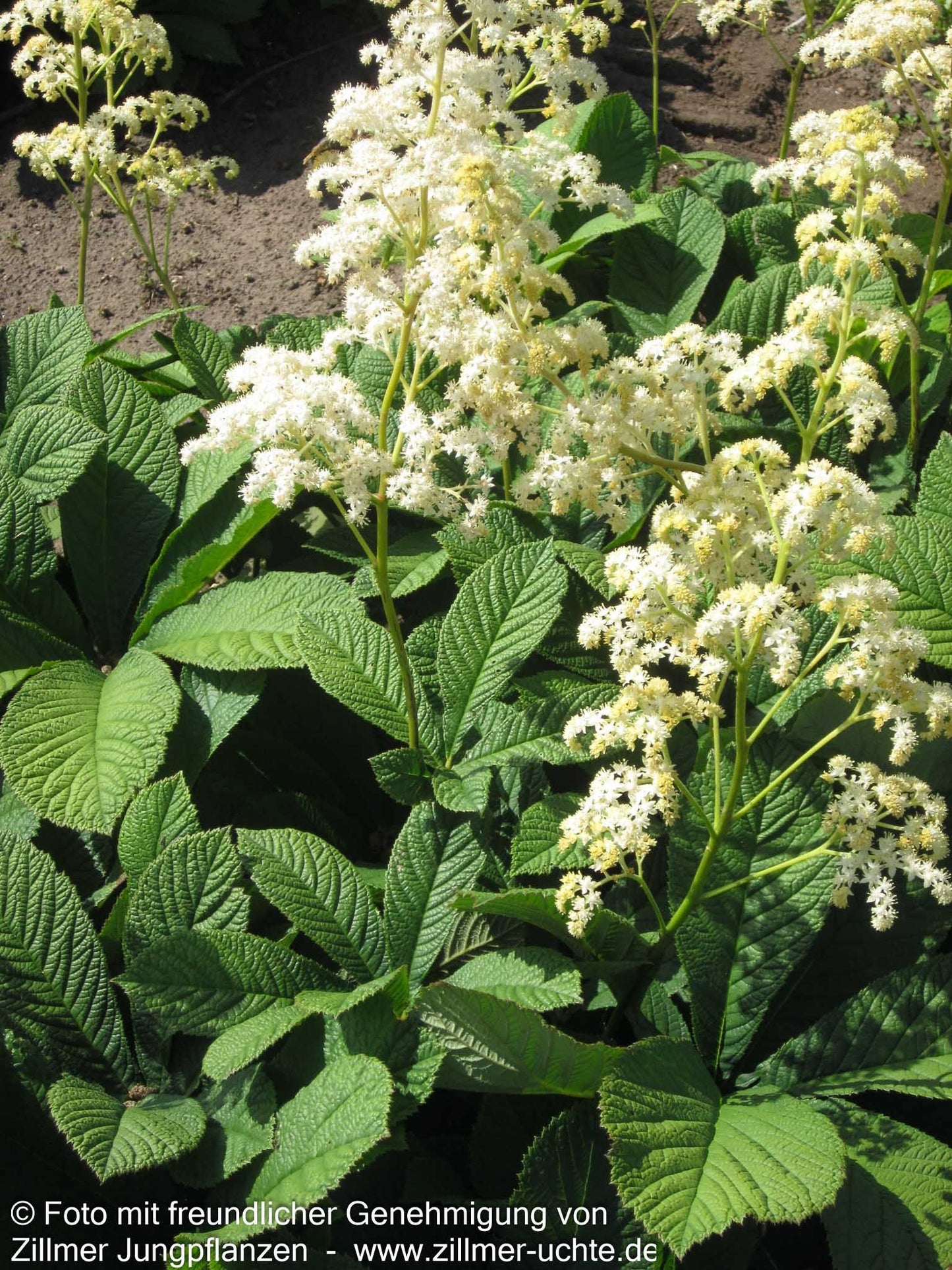 Kastanienblättriges Schaublatt (Rodgersia aesculifolia)