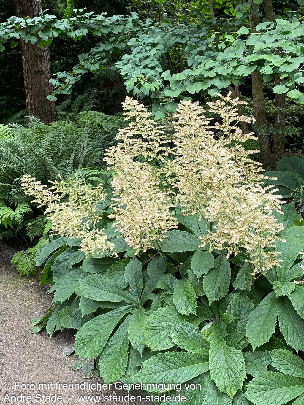 Kastanienblättriges Schaublatt (Rodgersia aesculifolia)