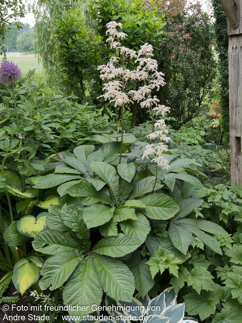 Kastanienblättriges Schaublatt (Rodgersia aesculifolia)