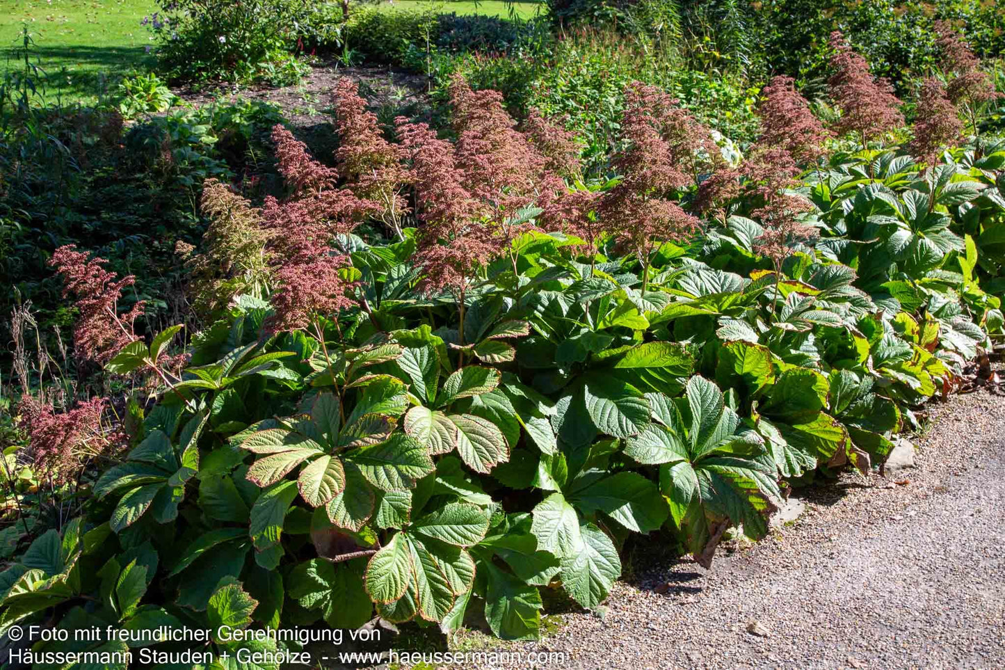 Kastanienblättriges Schaublatt (Rodgersia aesculifolia)