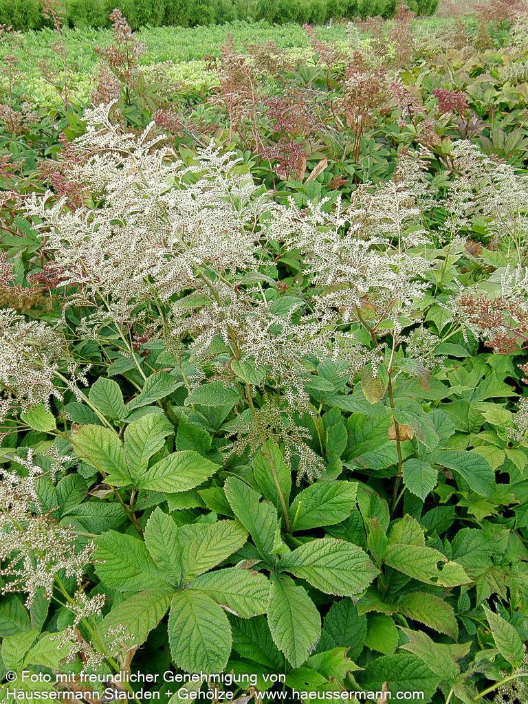 Kastanienblättriges Schaublatt (Rodgersia aesculifolia)