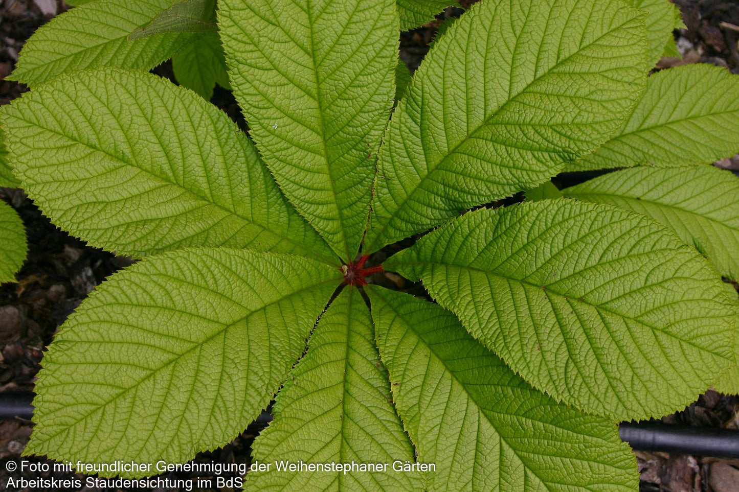 Kastanienblättriges Schaublatt (Rodgersia aesculifolia)
