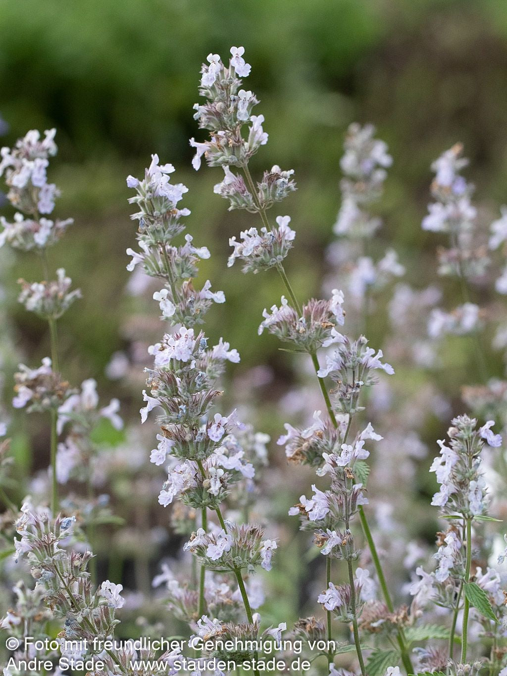 Katzenminze 'Gletschereis' (Nepeta x faassenii)