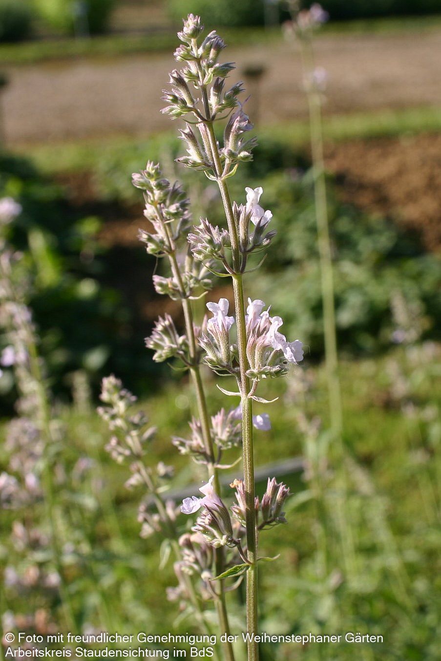 Katzenminze 'Gletschereis' (Nepeta x faassenii)