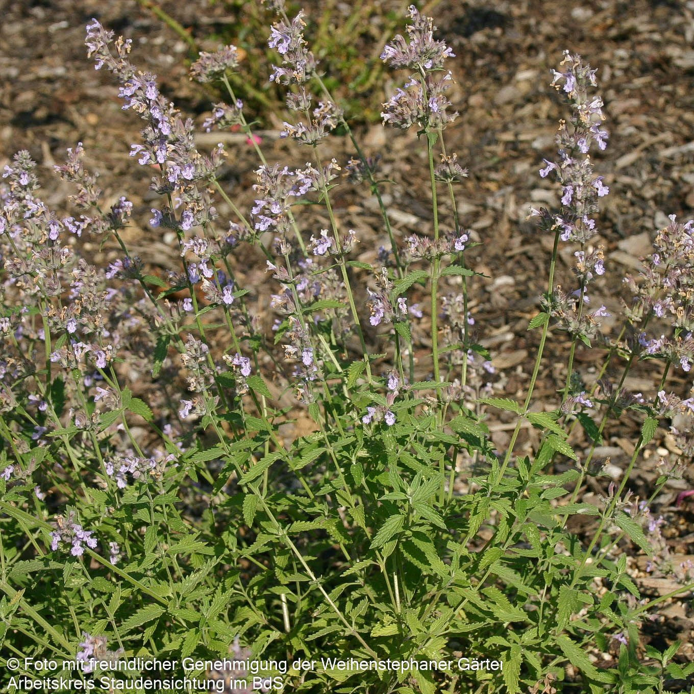Katzenminze 'Gletschereis' (Nepeta x faassenii)