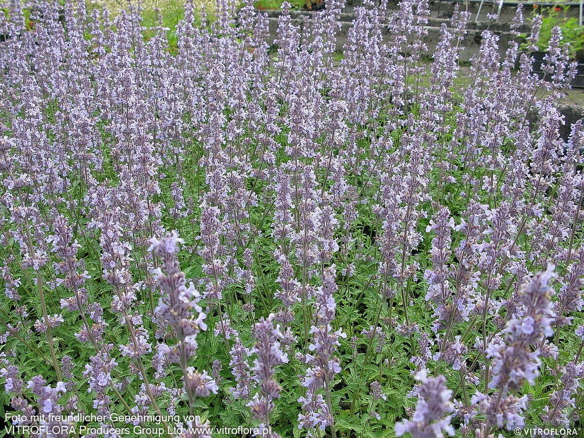 Katzenminze 'Gletschereis' (Nepeta x faassenii)