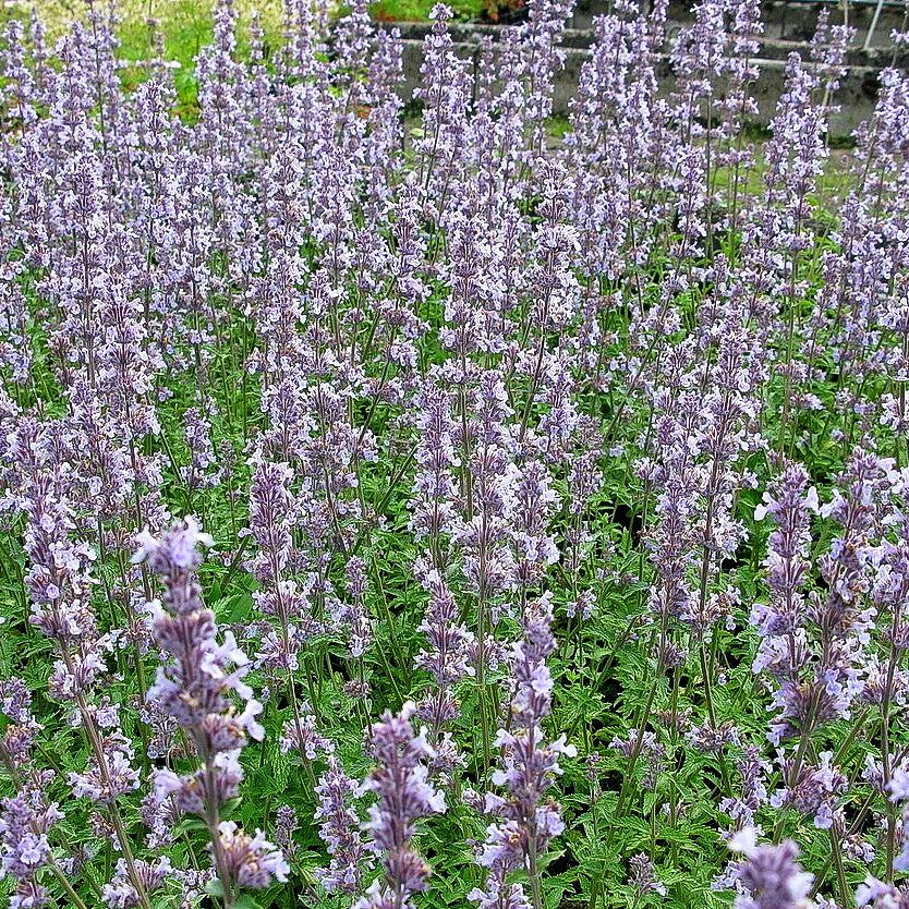 Katzenminze 'Gletschereis' (Nepeta x faassenii)