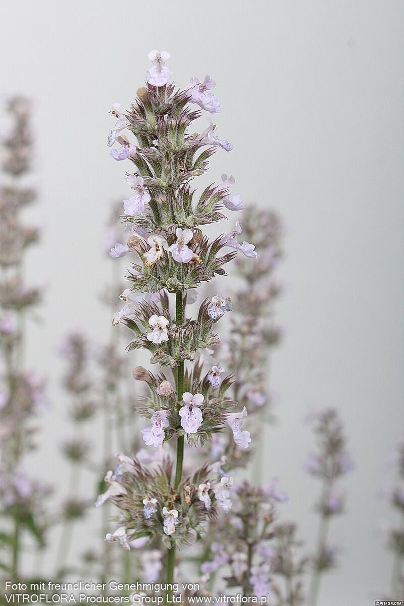Katzenminze 'Gletschereis' (Nepeta x faassenii)