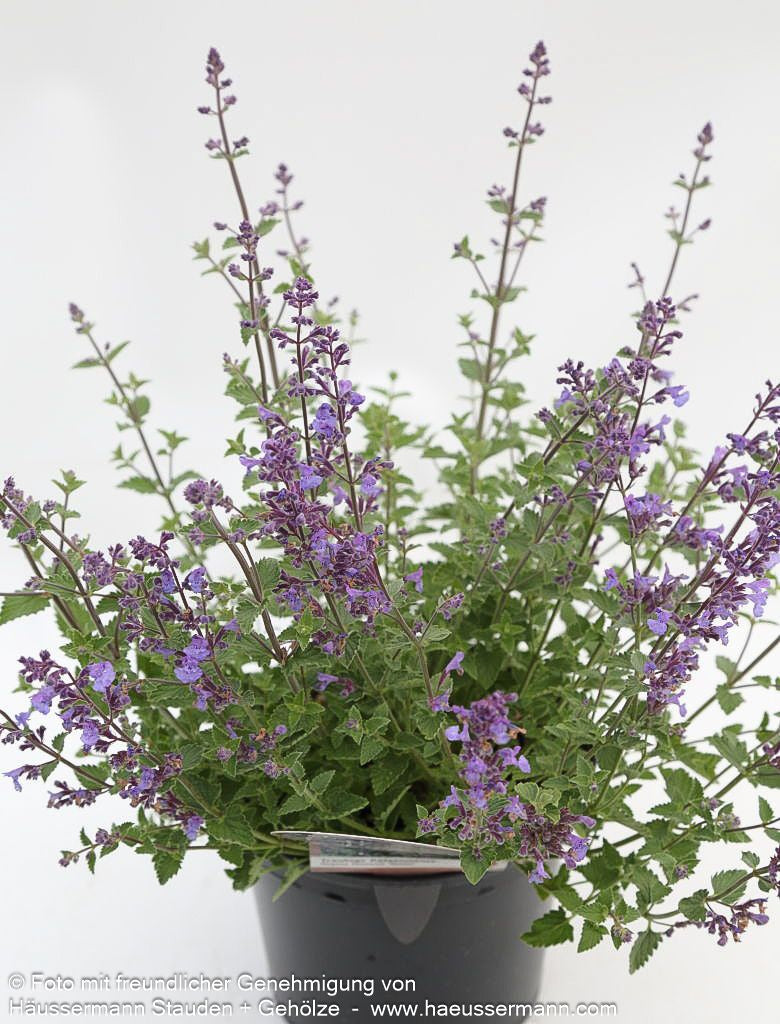 Katzenminze 'Kit Cat' (Nepeta x faassenii)