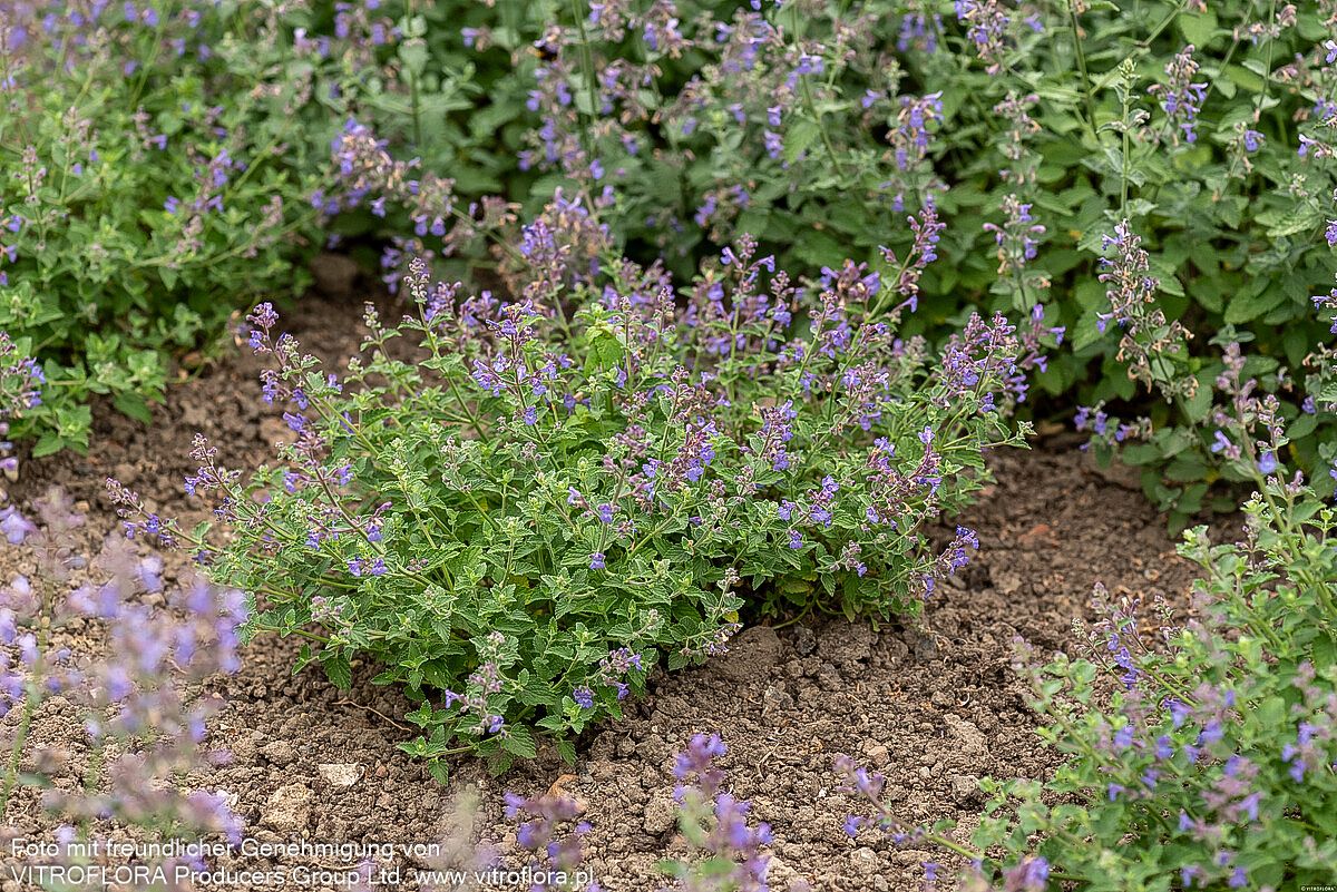 Katzenminze 'Kit Cat' (Nepeta x faassenii)