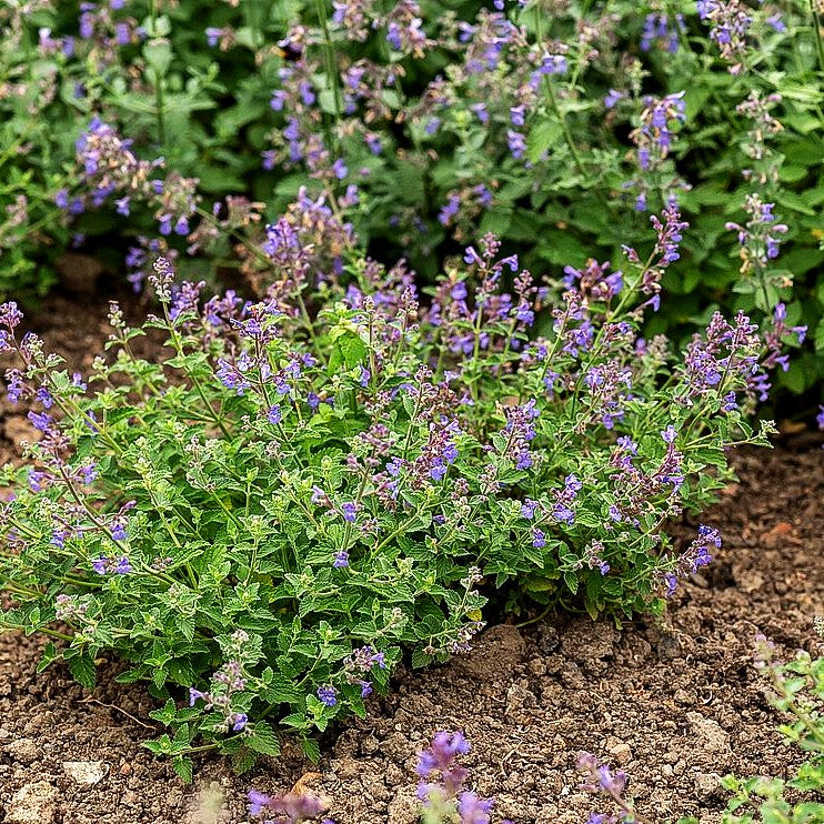 Katzenminze 'Kit Cat' (Nepeta x faassenii)