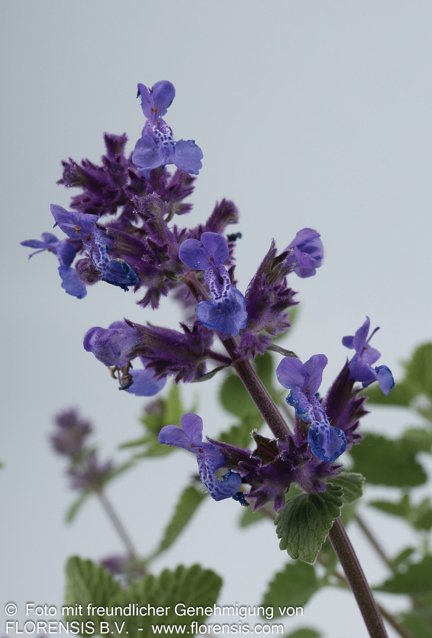 Katzenminze (Nepeta x faassenii)