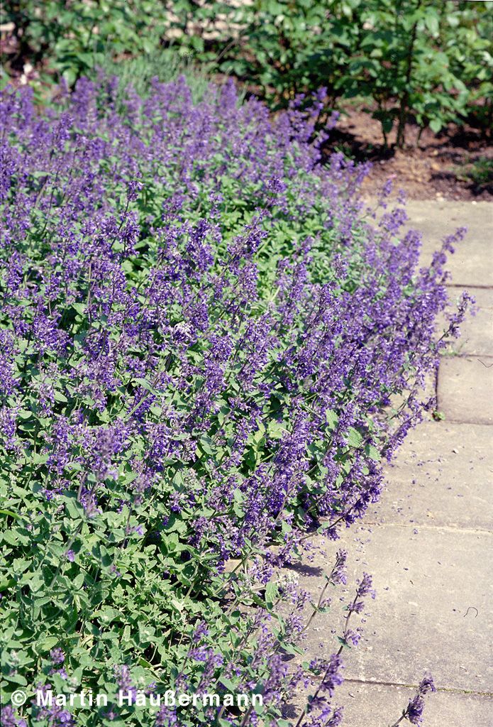 Katzenminze (Nepeta x faassenii)