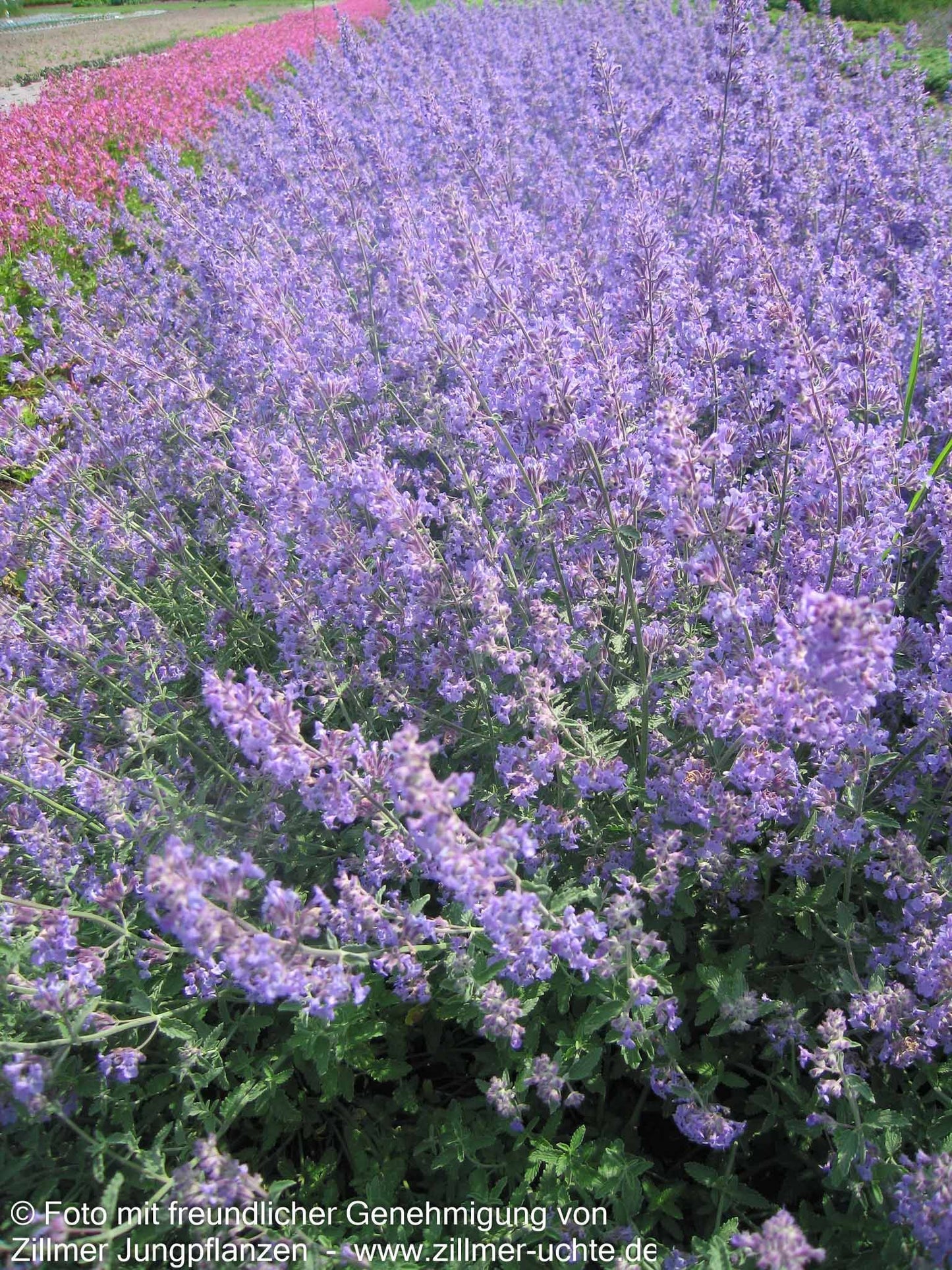Katzenminze (Nepeta x faassenii)