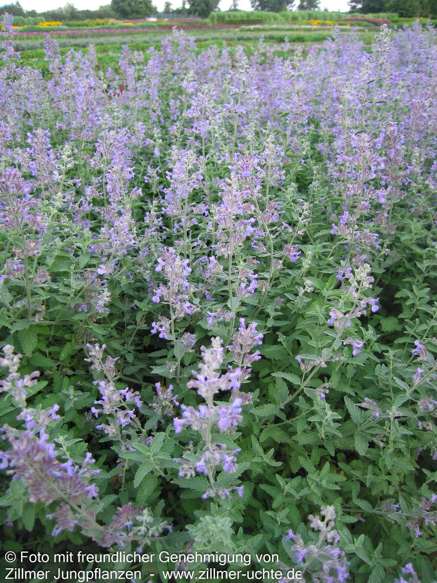 Katzenminze (Nepeta x faassenii)