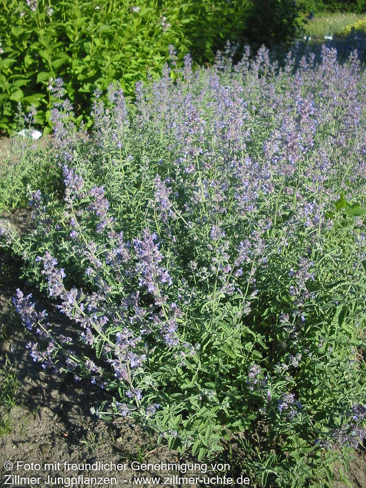 Katzenminze (Nepeta x faassenii)