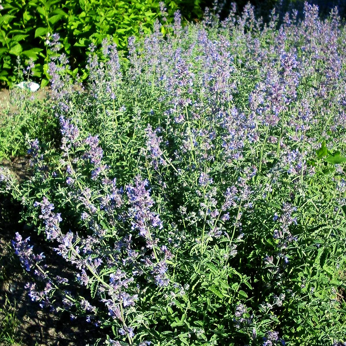 Katzenminze (Nepeta x faassenii)