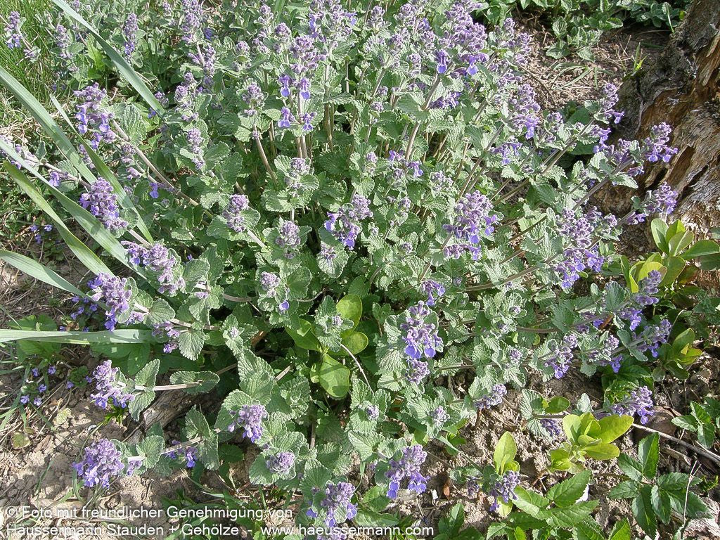 Katzenminze (Nepeta x faassenii)