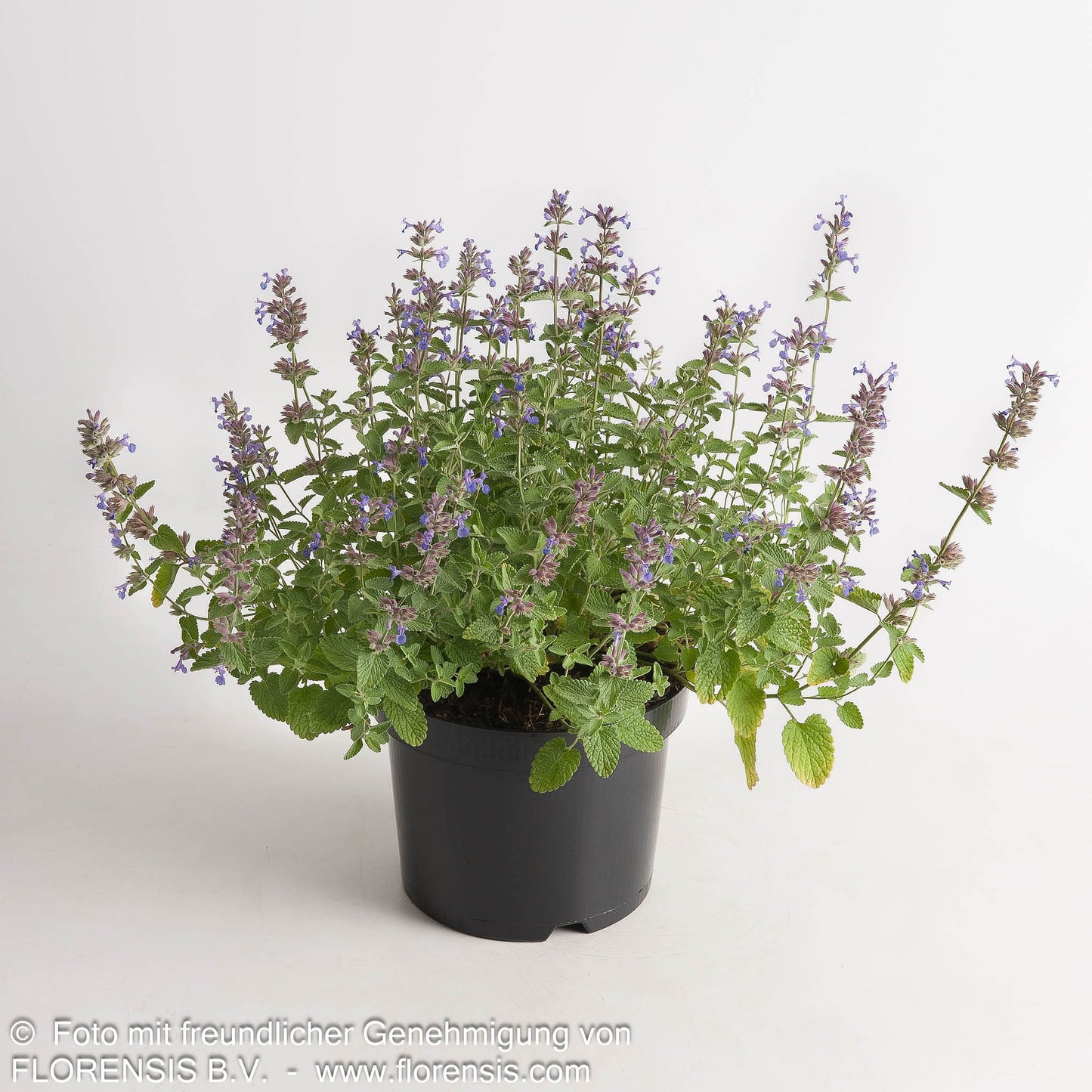 Katzenminze (Nepeta x faassenii)