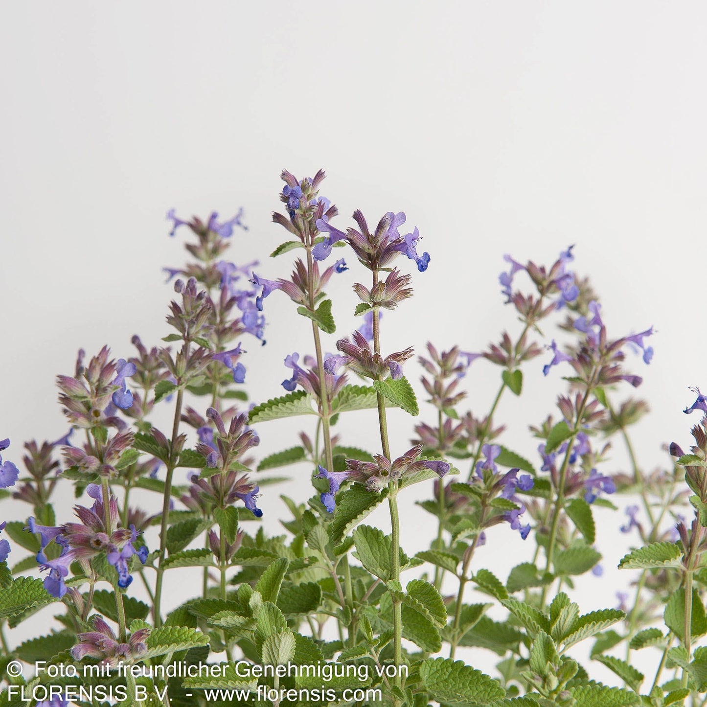 Katzenminze (Nepeta x faassenii)