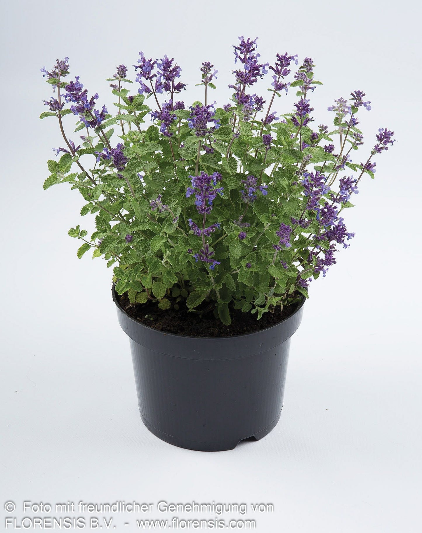 Katzenminze (Nepeta x faassenii)