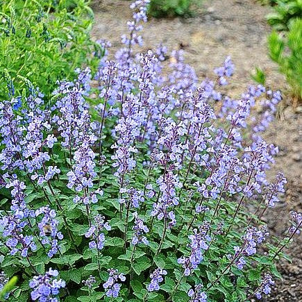 Katzenminze 'Purrsian Blue' (Nepeta x faassenii)