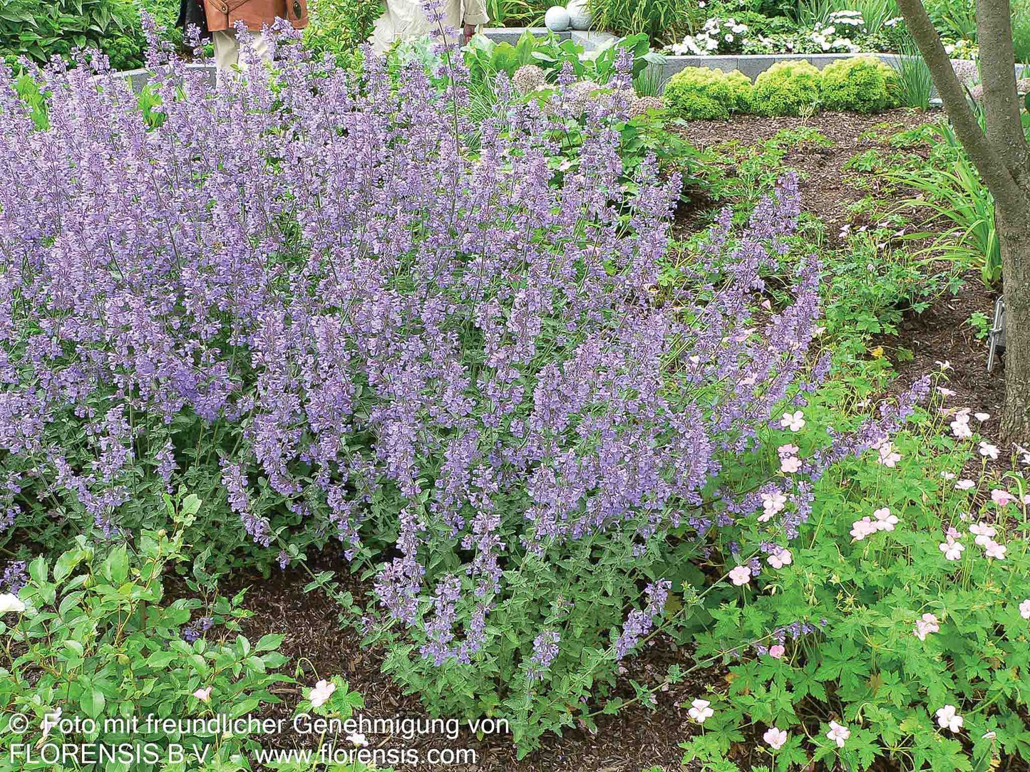 Katzenminze 'Walker's Low' (Nepeta x faassenii)
