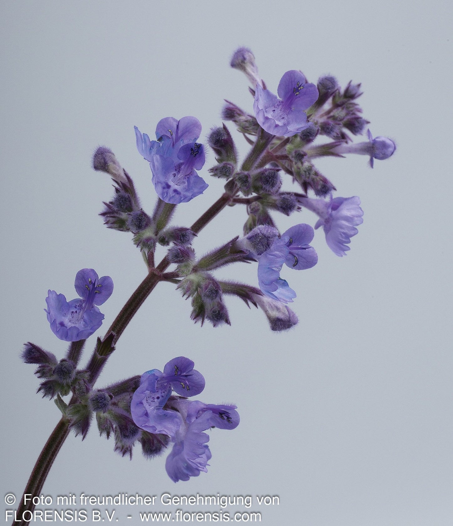 Katzenminze 'Walker's Low' (Nepeta x faassenii)