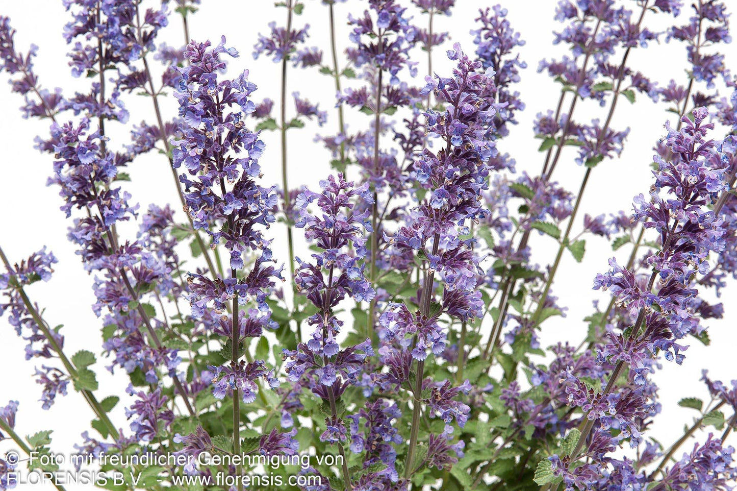 Katzenminze 'Walker's Low' (Nepeta x faassenii)