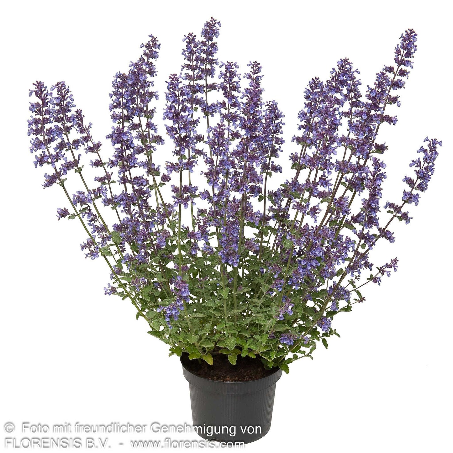 Katzenminze 'Walker's Low' (Nepeta x faassenii)