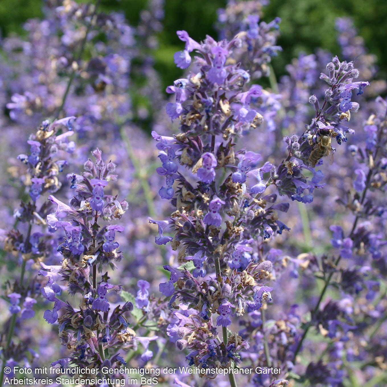 Katzenminze 'Walker's Low' (Nepeta x faassenii)