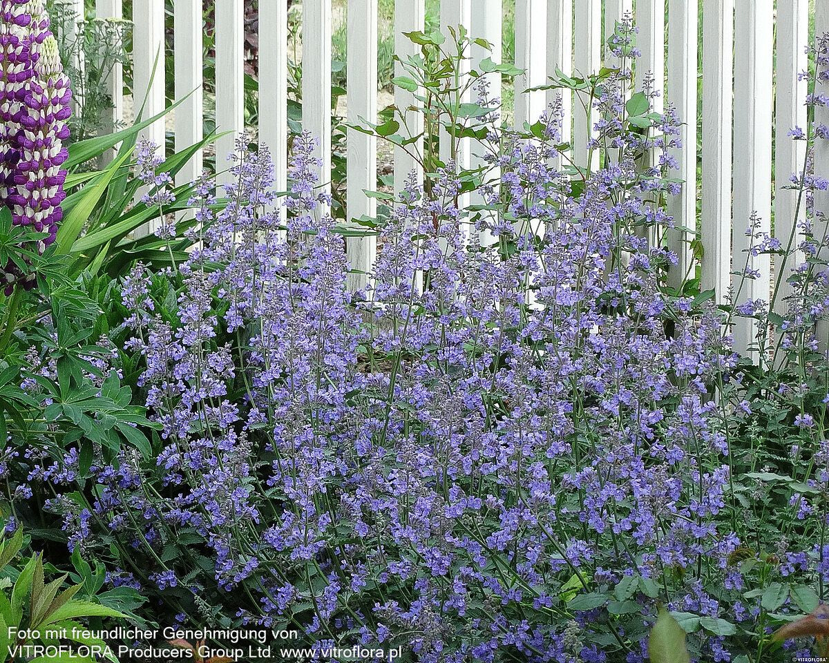 Katzenminze 'Walker's Low' (Nepeta x faassenii)