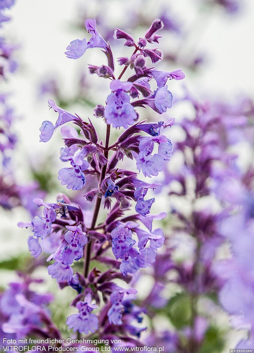 Katzenminze 'Walker's Low' (Nepeta x faassenii)