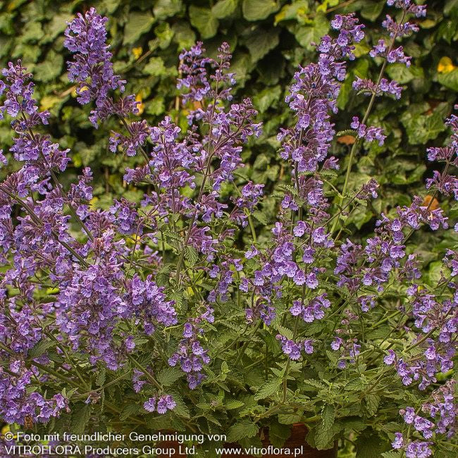 Katzenminze 'Walker's Low' (Nepeta x faassenii)