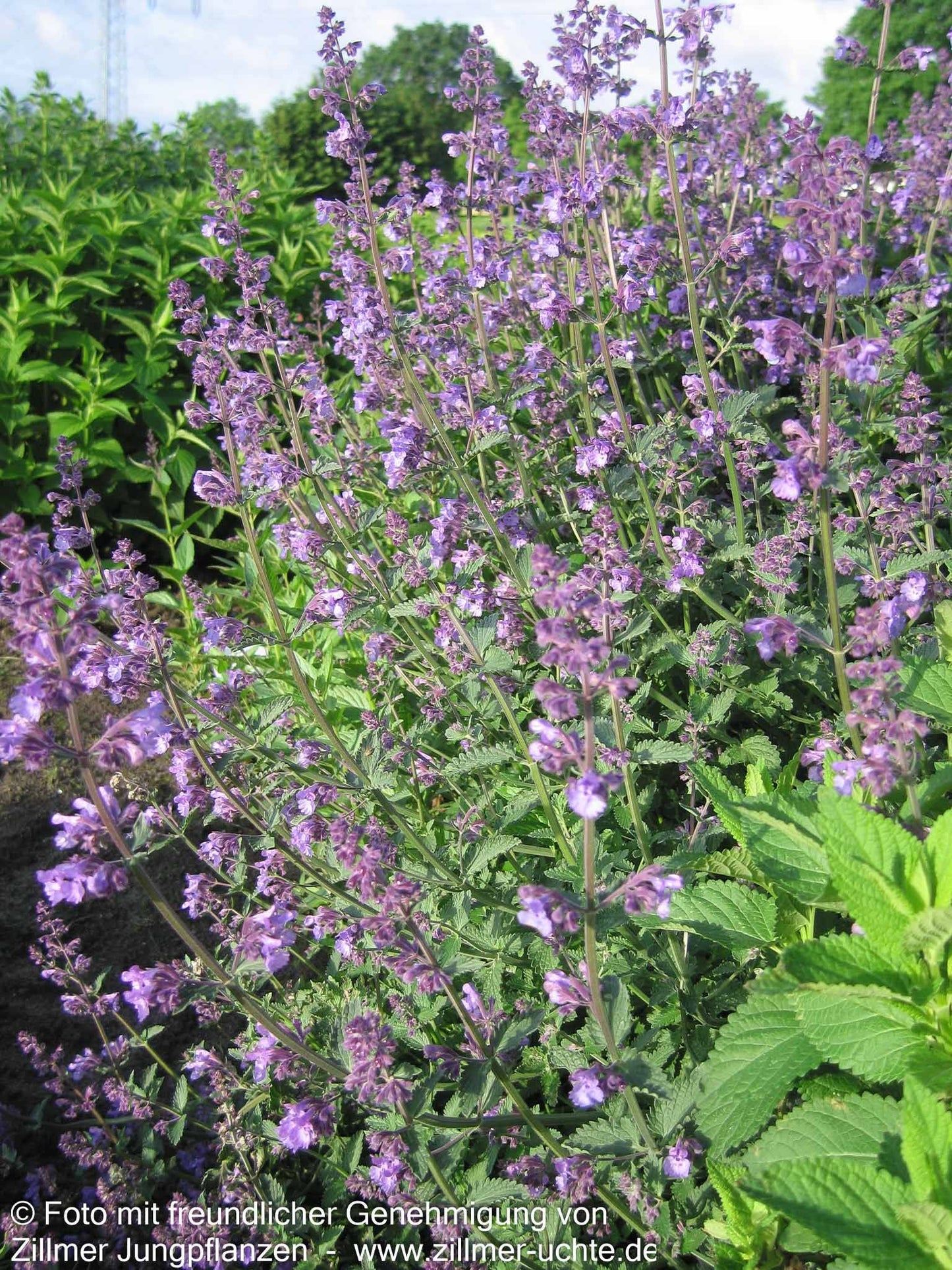 Katzenminze 'Walker's Low' (Nepeta x faassenii)