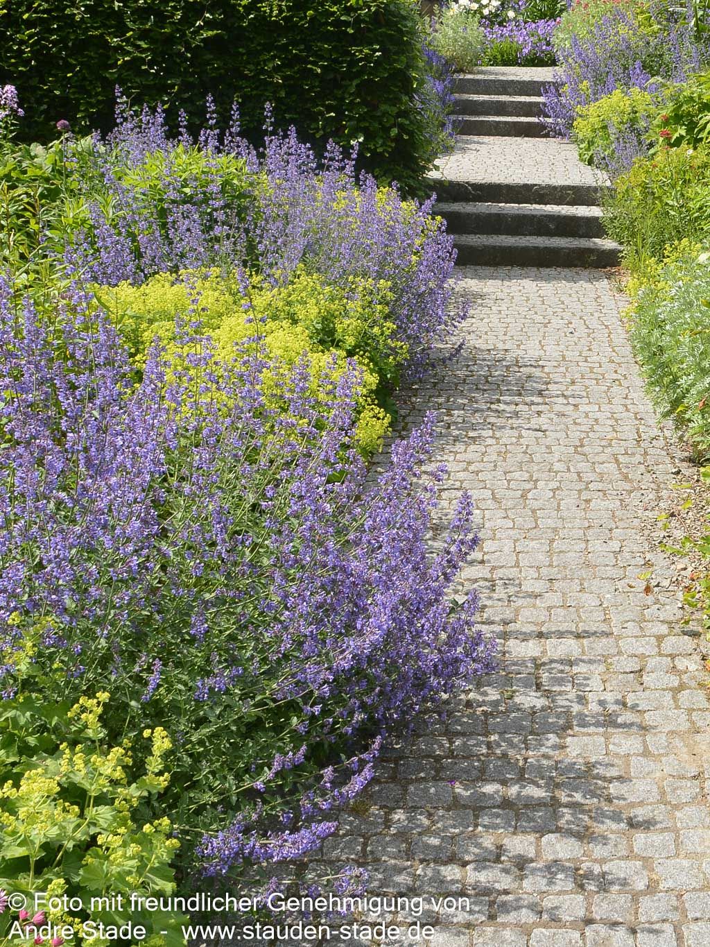 Katzenminze 'Walker's Low' (Nepeta x faassenii)