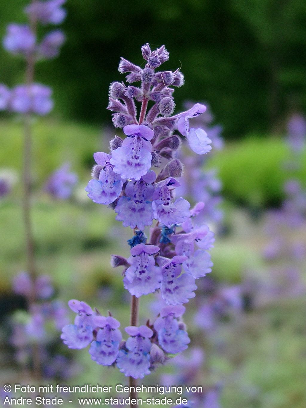 Katzenminze 'Walker's Low' (Nepeta x faassenii)
